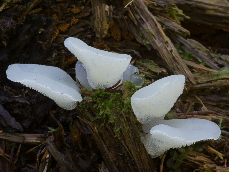 Pseudohydnum gelatinosum